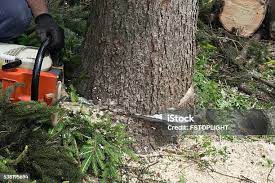 Trusted Powell, TN Tree Care Experts